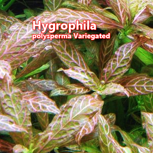 Hygrophila polysperma Variegated